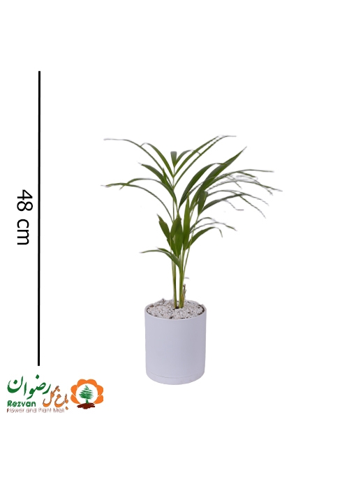 گیاه نخل اریکا به همراه گلدان مهرنی 15B سفید DL2