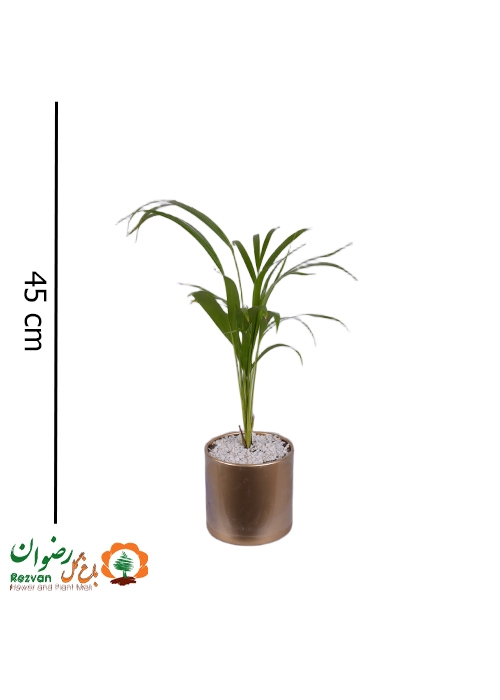 گیاه نخل اریکا به همراه گلدان مهرنی 15 طلایی DL3
