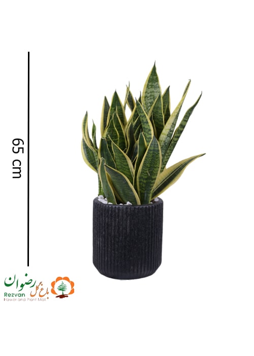 سانسوریا کرواتی طلایی همراه گلدان چرمی شیاردار مشکی 3 کد SP25