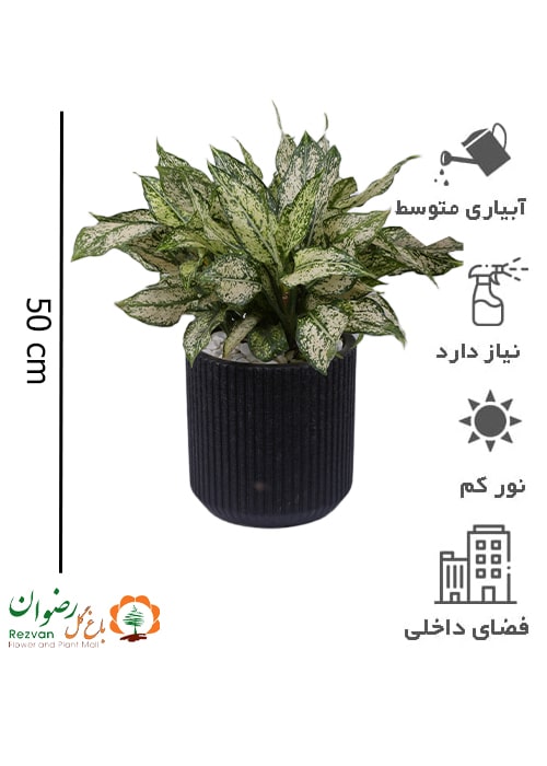 آگلونما سفید همراه گلدان سفالی چرمی شیاردار مشکی سایز 3 کد AS3