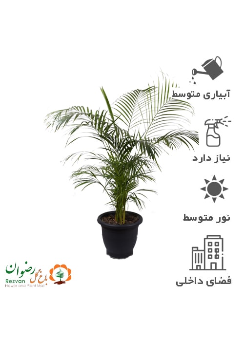 گیاه اریکا سایز گرد 6 AP30