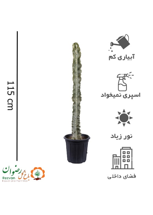 گیاه افوربیا اینجنس ابلق سطل 10 EI1