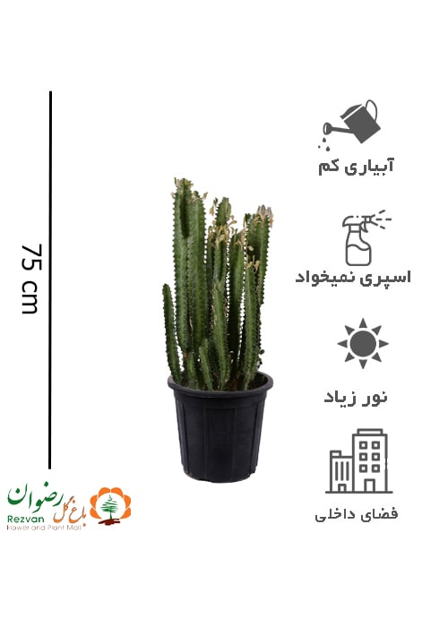 گیاه افوربیا تریگونا سبز سطل 10 ET1