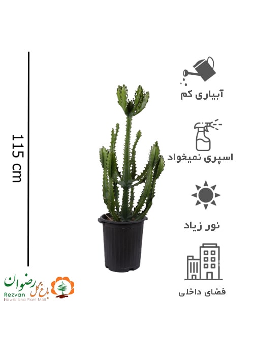 گیاه افوربیا اره ای سطل 12 EC1