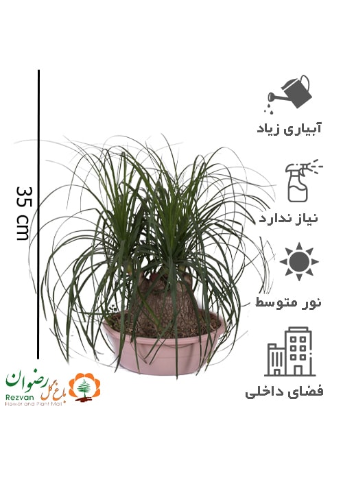 گیاه بونسای لیندا BR5