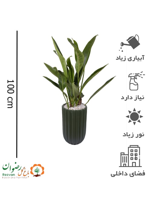 گیاه آنتوریوم رویال گرین همراه گلدان سرامیک خط دار سبز کد ARG17