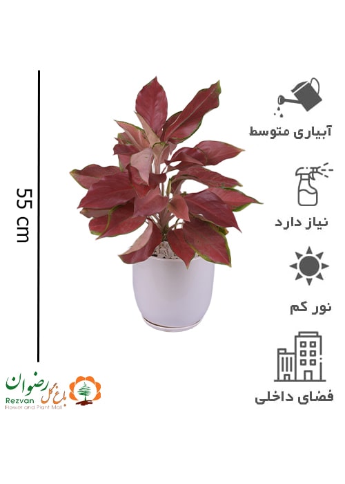 گیاه آگلونما قرمزدوبوته به همراه گلدان سرامیکی سفید AR1