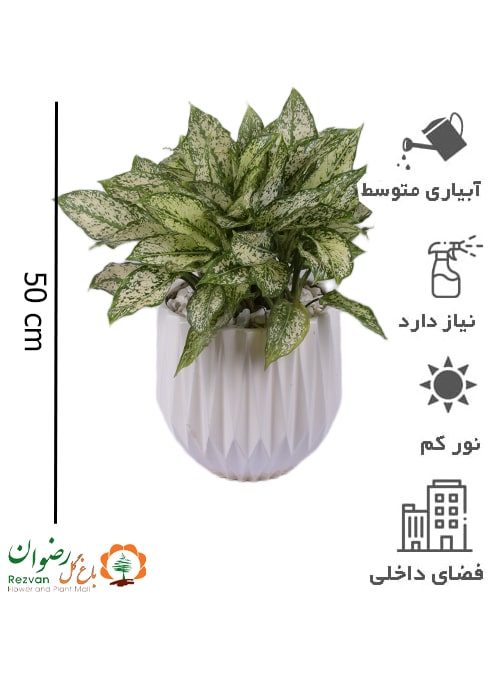 آگلونما سفید همراه گلدان سرامیک سفید سایز 3 کد AS4