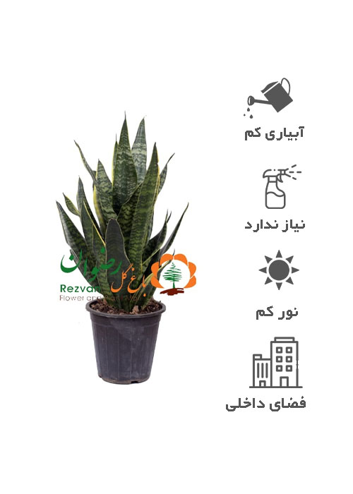 گیاه سانسوریا کرواتی لب طلایی