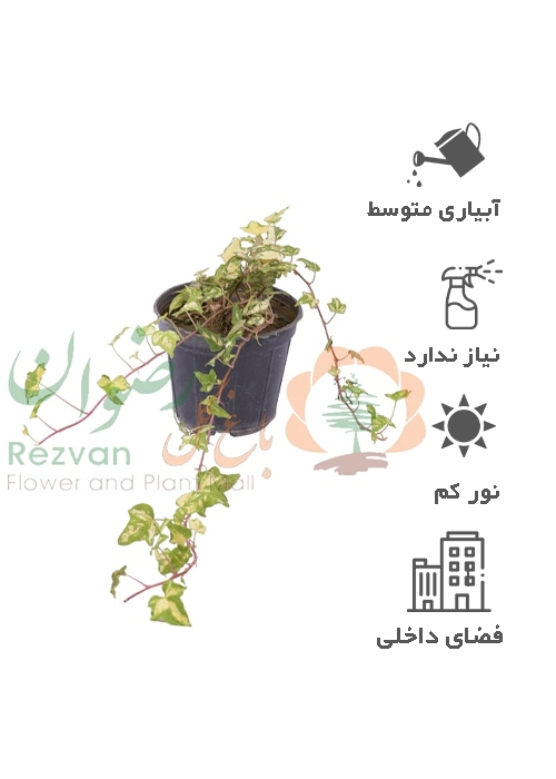 گیاه هدرا طلایی گلدان 14 — تصویر 1