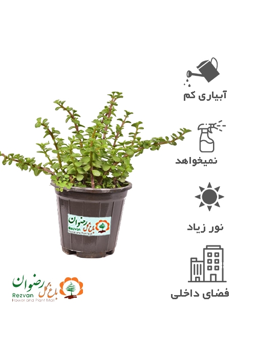 گیاه کراسولا خرفه ای