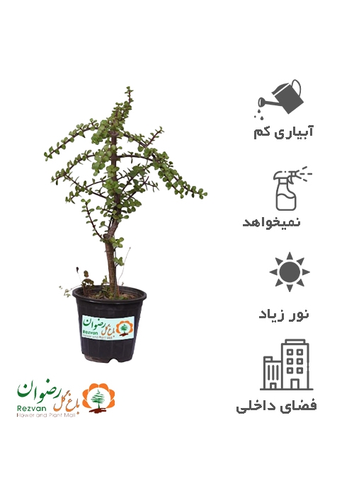 گیاه خرفه ای تنه دار سطل4