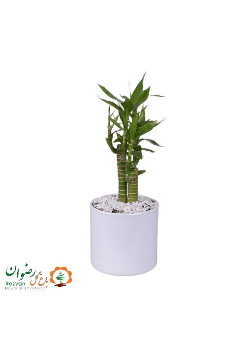 گیاه بامبو لوتوس خاکی با گلدان مهرنی سفید DS2