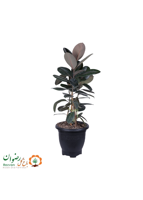 فیکوس بلک گرد 6 — تصویر 1