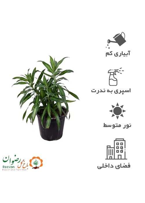 دراسینا پله موآ سطل 10 DR1