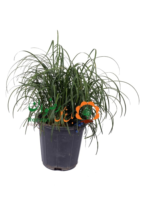 گیاه یال اسبی