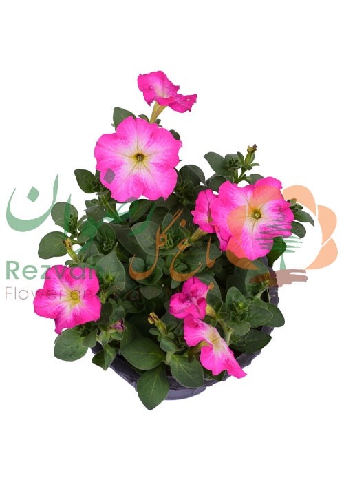 گیاه اطلسی سایز کوچک