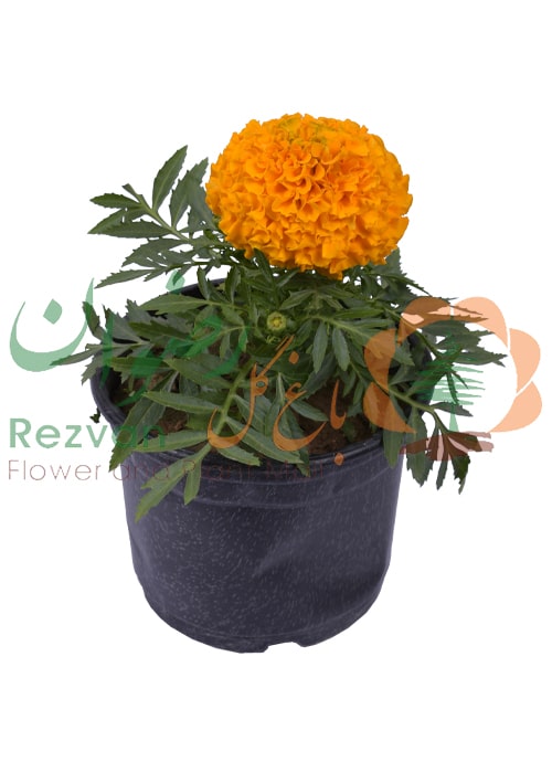گیاه جعفری گل درشت