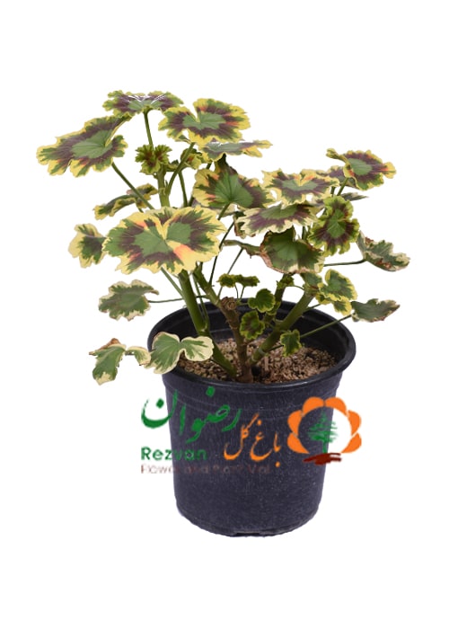 گیاه شمعدانی ابلق