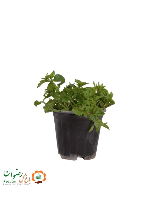 گیاه ناز ژاپنی سبز گلدان 16 AC12