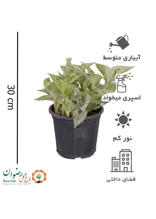 گیاه پتوس مرمری سطل 7 EA4