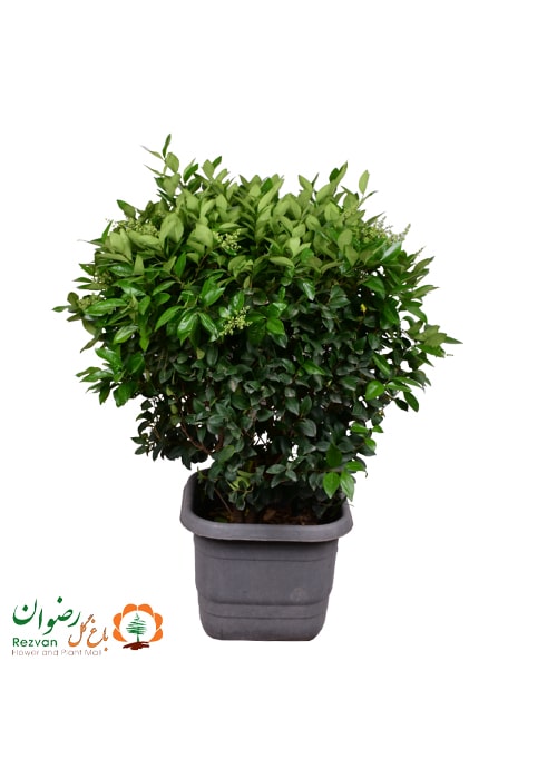 گیاه یاس هلندی جعبه 45 ارتفاع حدود 95 تا 110