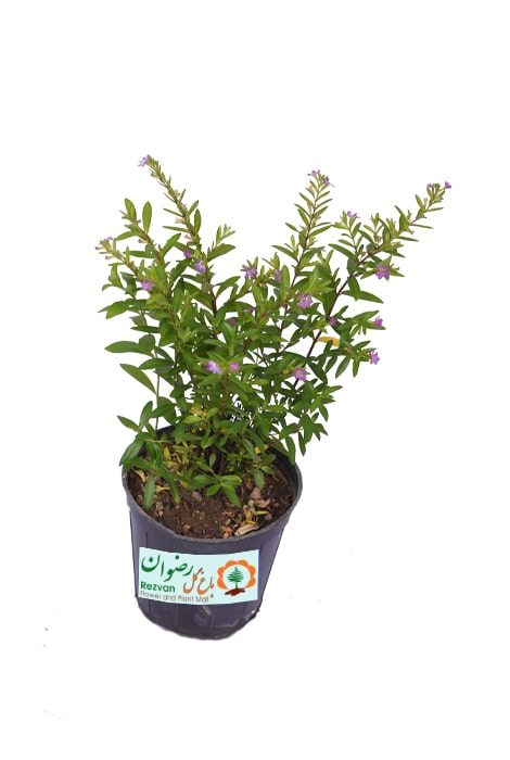 گیاه یاس مکزیکی گلدان 14