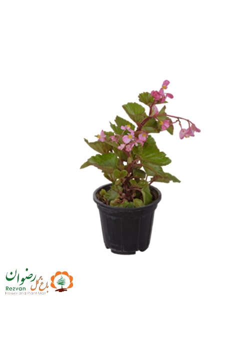 گیاه بگونیا گل ریزCRB20