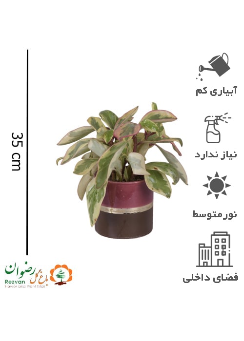 گیاه قاشقی تری کالر به همراه گلدان سرامیکی 2 رنگ PC1