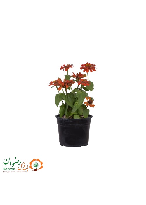 گیاه آهار