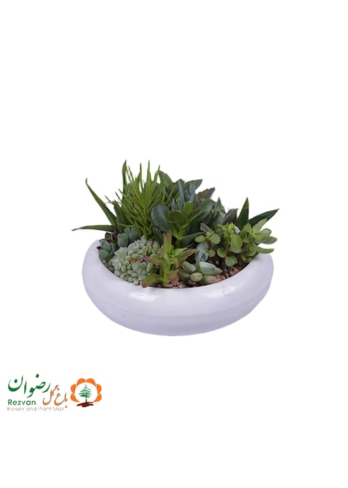 دیش گاردن گلدان سرامیکی سایز2کدDG13