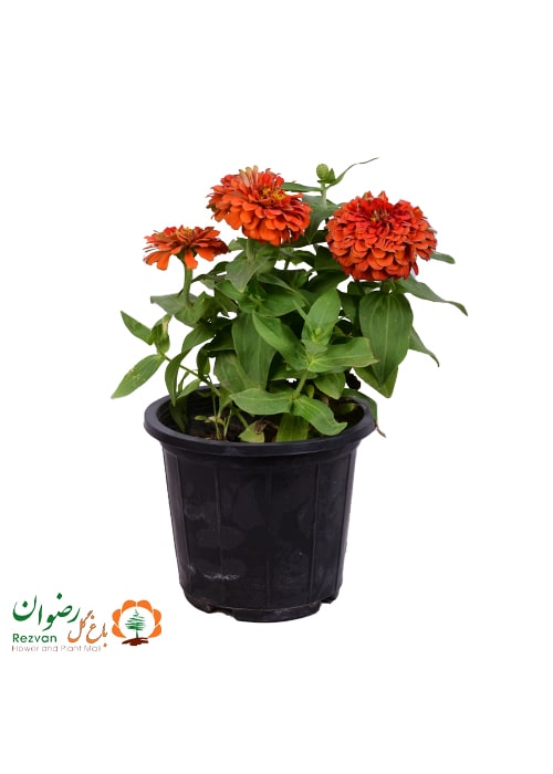 گیاه آهار ارتفاع 35 الی 40 (کد 422)