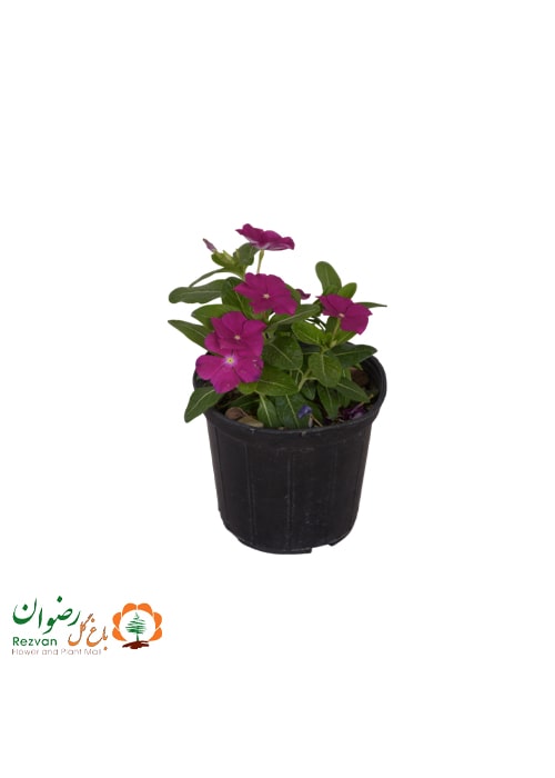 گیاه پریوش گلدان 19