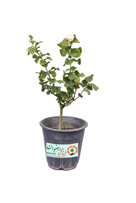 گیاه یاس رازقی گل درشت (رازقی اصل)