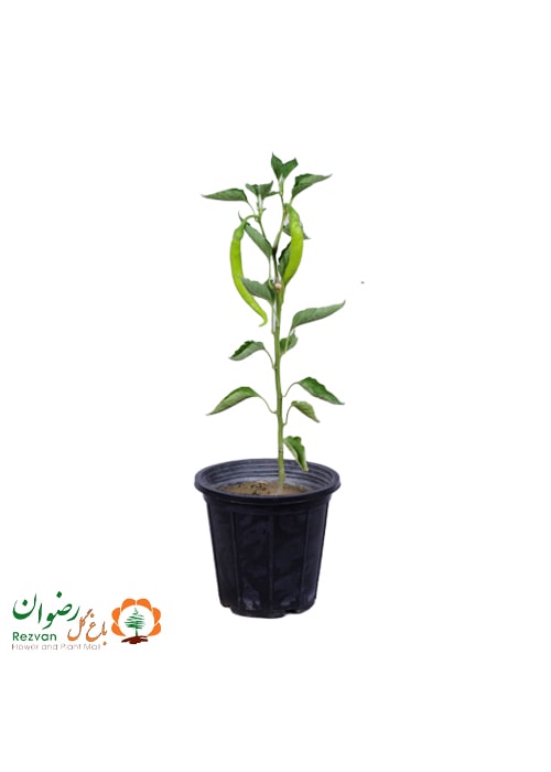 گیاه فلفل شیرین خوراکی (کد 418)