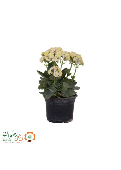 گیاه کالانکوآ