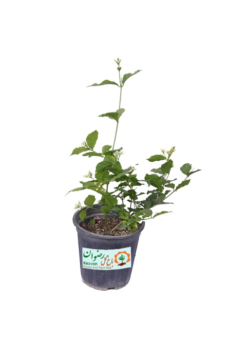 گیاه یاس رازقی سطل 4