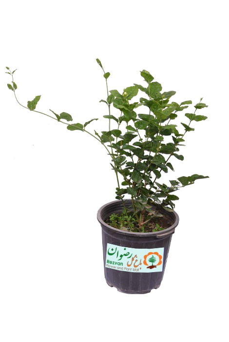 گیاه یاس شیرازی سطل 10