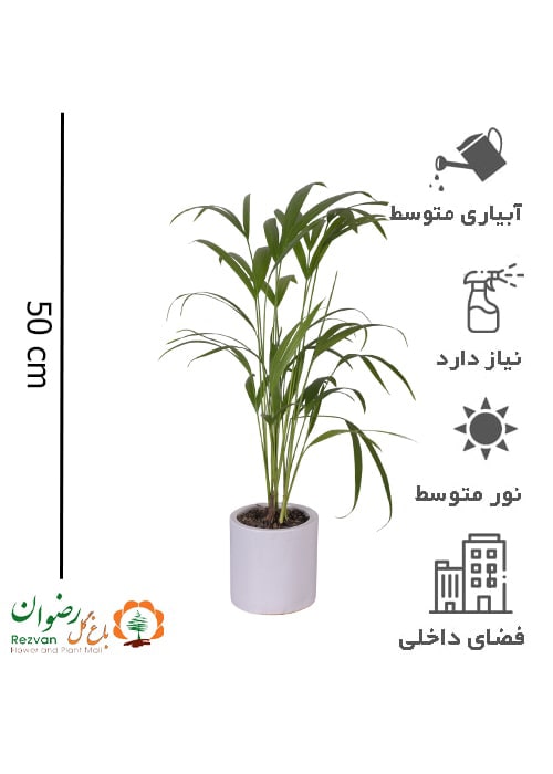 گیاه نخل اریکا به همراه گلدان سرامیکی سفید DL1