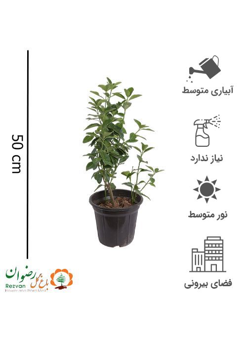گیاه شمشاد سبز سطل 4