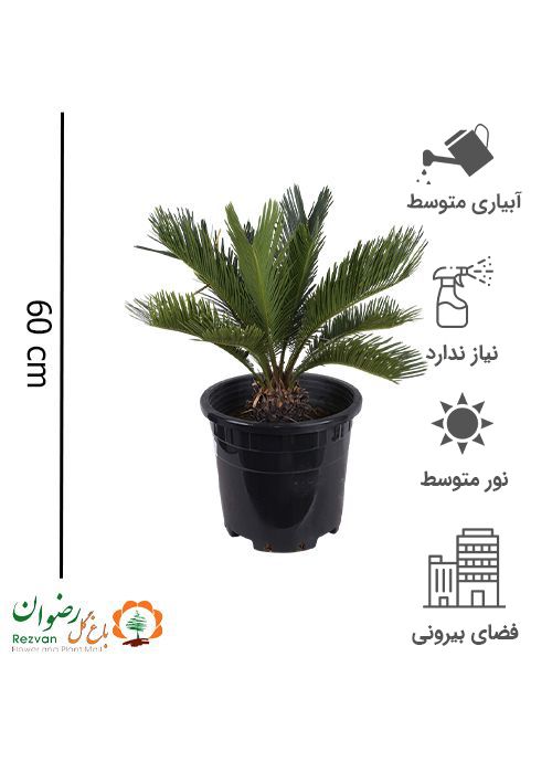 گیاه سیکاس گلدان بارز 30 — تصویر 1