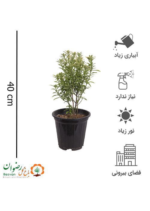 شمشاد نعنایی ابلق سطل 3
