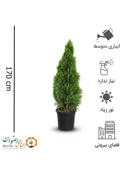 سرو کامیس پاریس هرمی جعبه 40 — تصویر 1