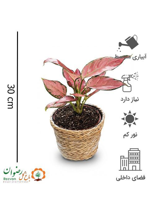 آگلونما قرمز به همراه گلدان حصیری