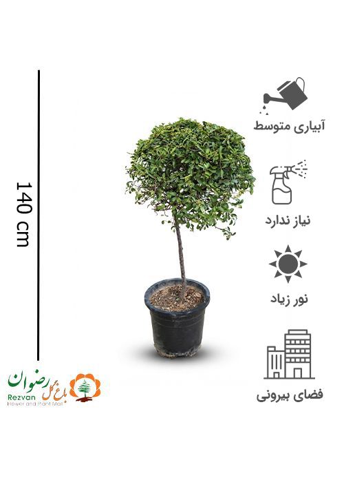 پیراکانتا پایه دار جعبه 40