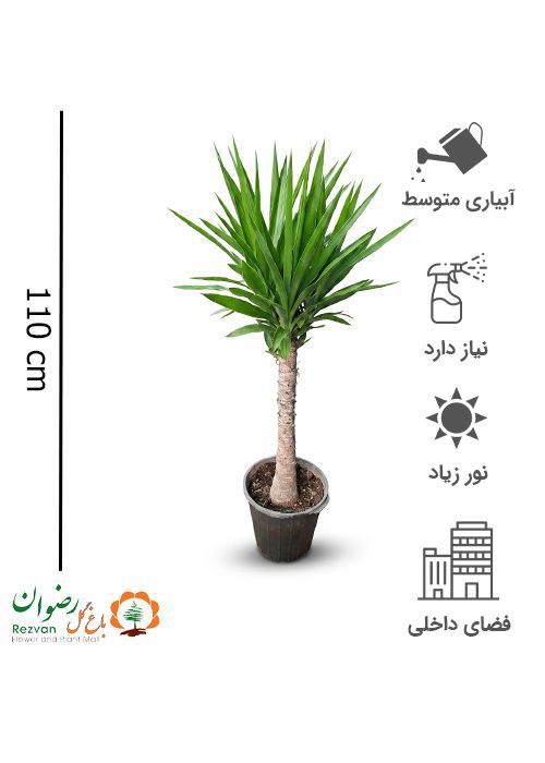 گیاه یوکا سطل 10 با انواع گلدان
