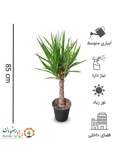 گیاه یوکا سطل 7 با انواع گلدان