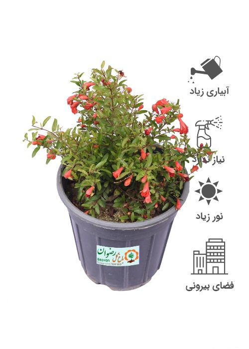 گیاه انار زینتی سطل4