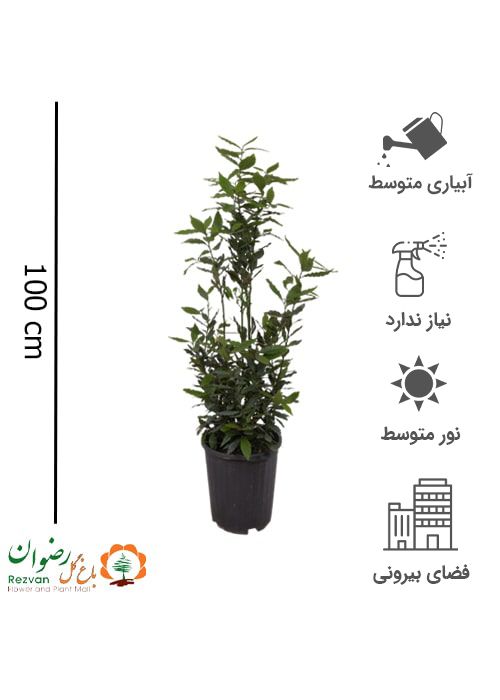 گیاه برگ بو سطل 12 LN1