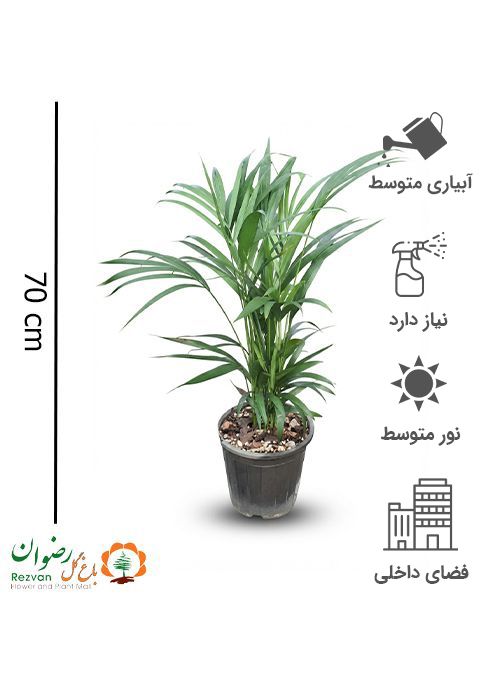 گیاه اریکا سطل 4 با انواع گلدان — تصویر 1